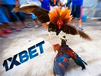 Петушиные бои в 1xbet